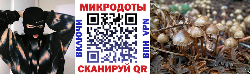 даркнет сайт  Шилка  Псилоцибиновые грибы Psilocybe 
